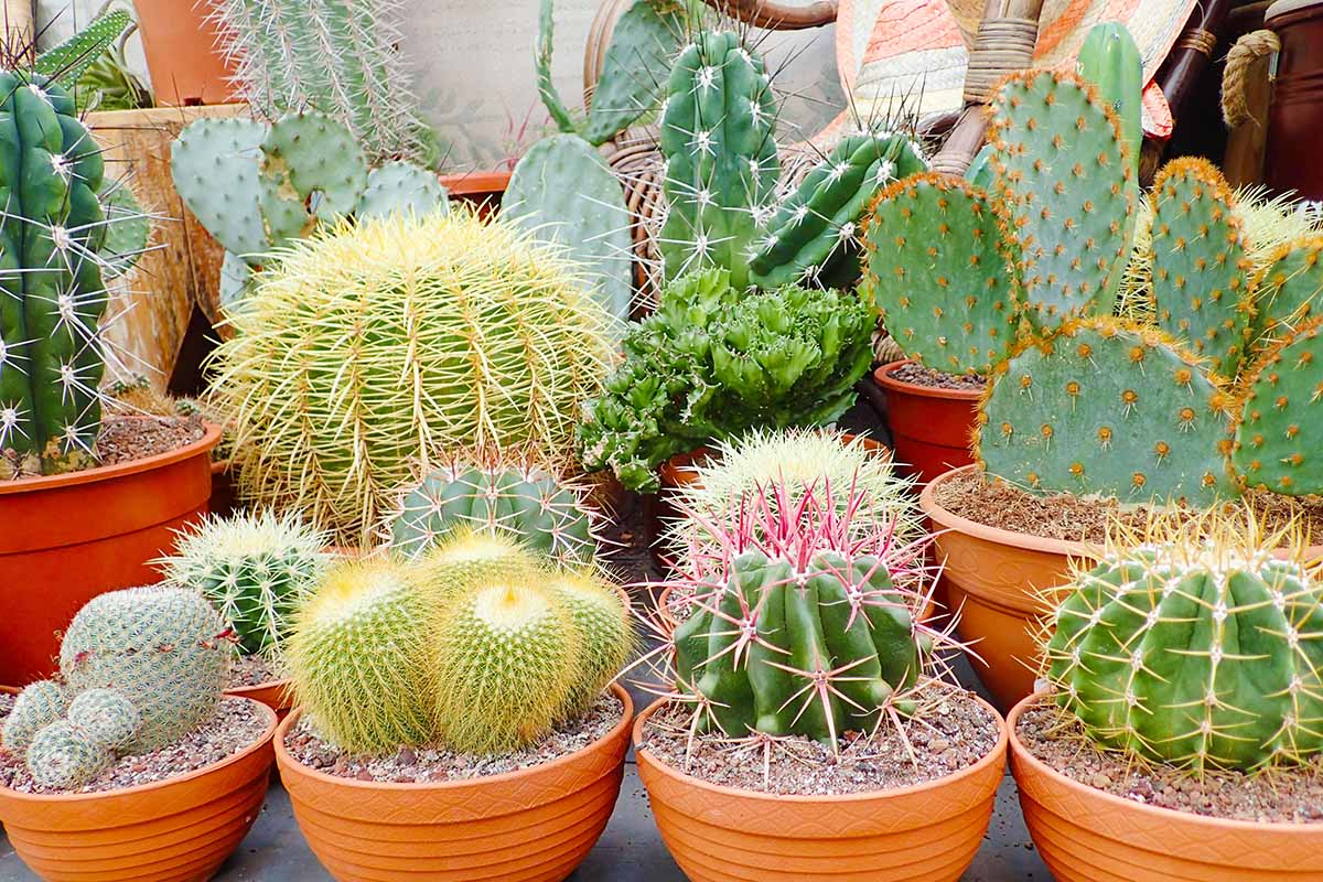 Decorative Cactus in Pot — Bring your home to life with a natural touch