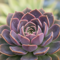 Live Decorative Succulent